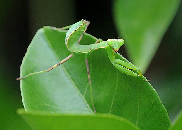 ハラビロカマキリの幼虫の写真