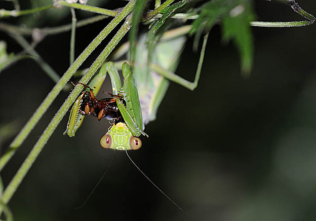 獲物を食べるハラビロカマキリ