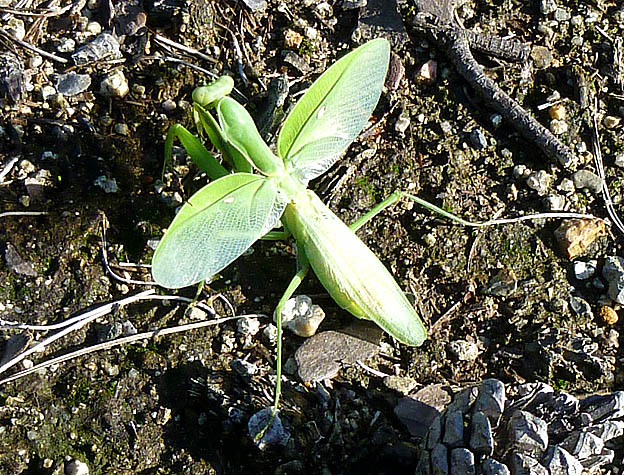飛び降りたハラビロカマキリ