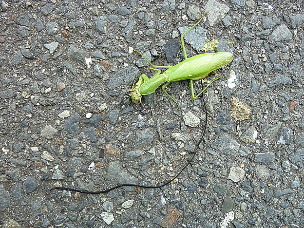 死んだハラビロカマキリから出てきたハリガネムシ