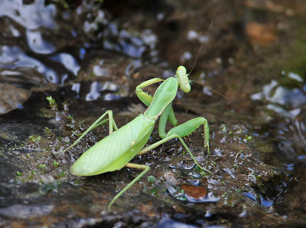 水路にいたハラビロカマキリ