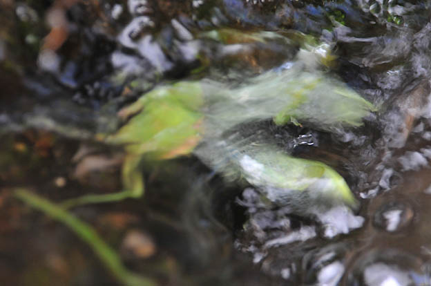 水中でつかまったままのハラビロカマキリ