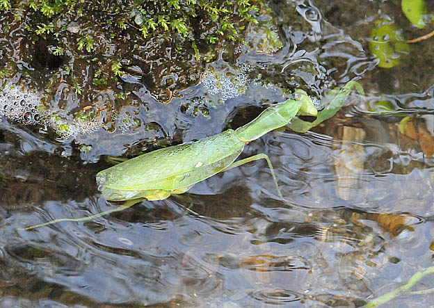 岸に近づいたハラビロカマキリ