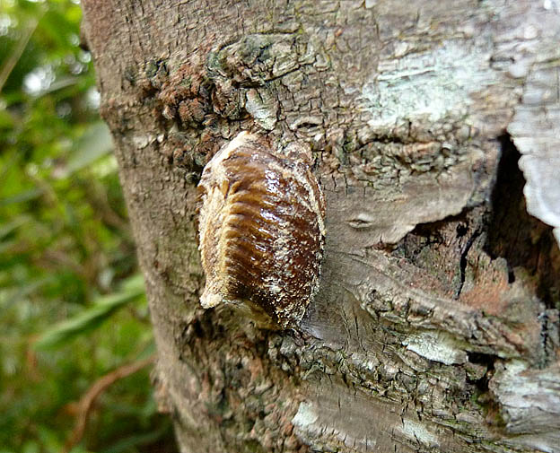 ハラビロカマキリの卵のう