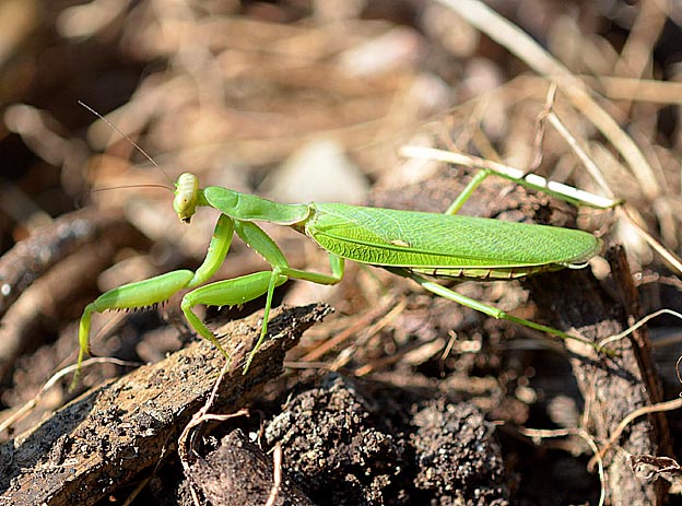 ハラビロカマキリの写真