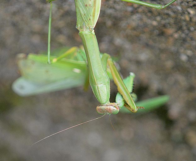 オオカマキリに食べられるハラビロカマキリ