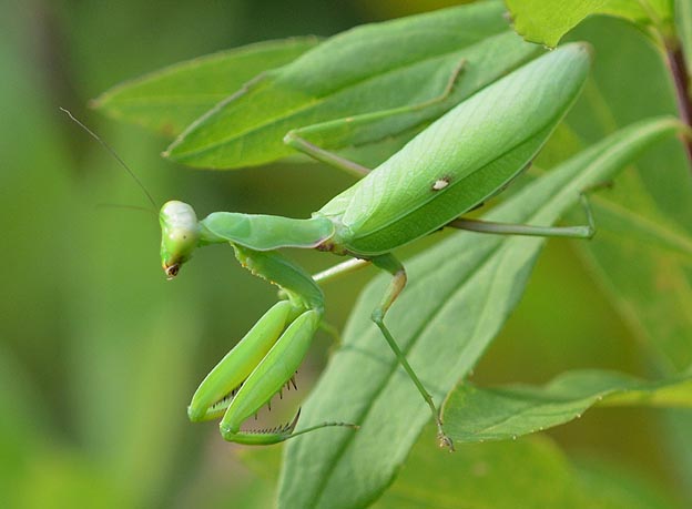 ハラビロカマキリの写真