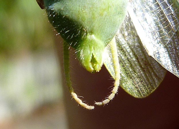 ハラビロカマキリメスの腹部