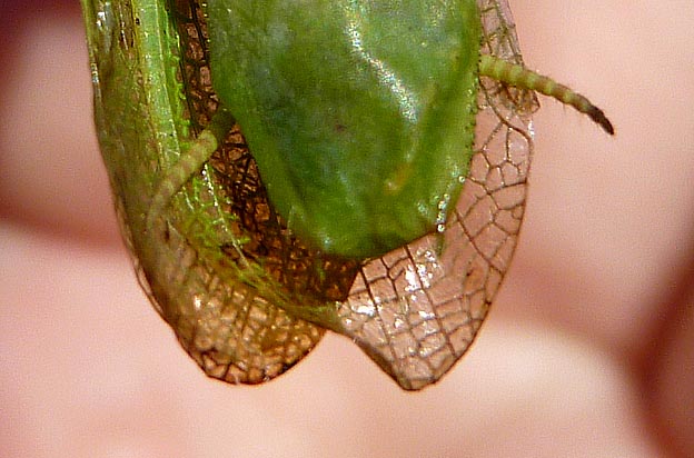 ハラビロカマキリのオスの腹部