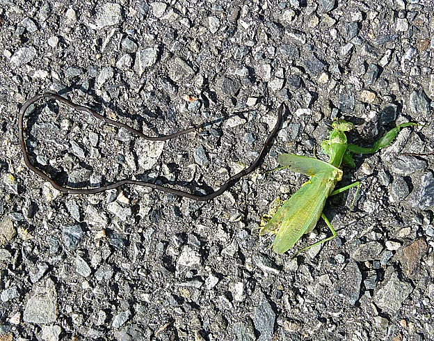 ハラビロカマキリとハリガネムシ