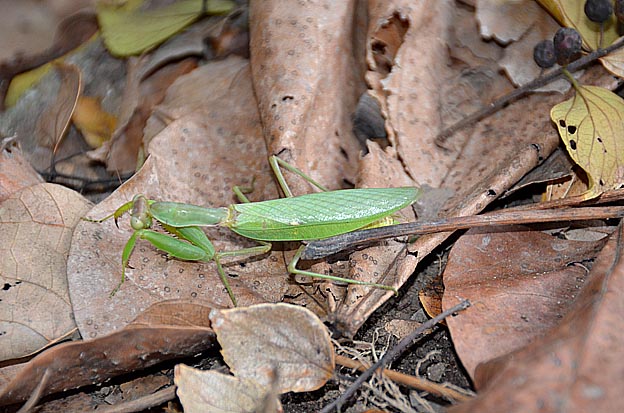 初冬の浜美路カマキリのメス