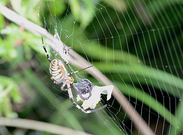 コガネグモに襲われたハラビロカマキリ