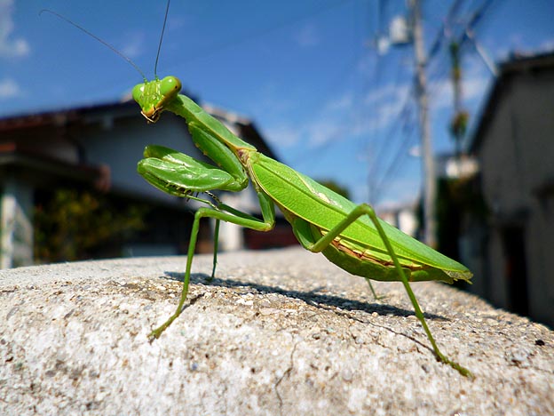 コンクリート壁の上のハラビロカマキリ