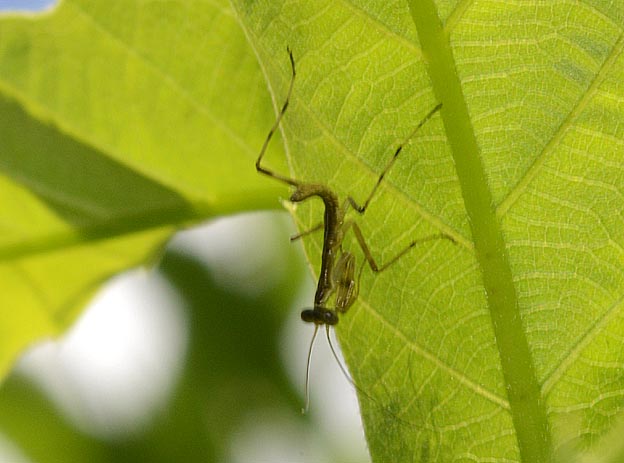 ハラビロカマキリの1齢幼虫の写真