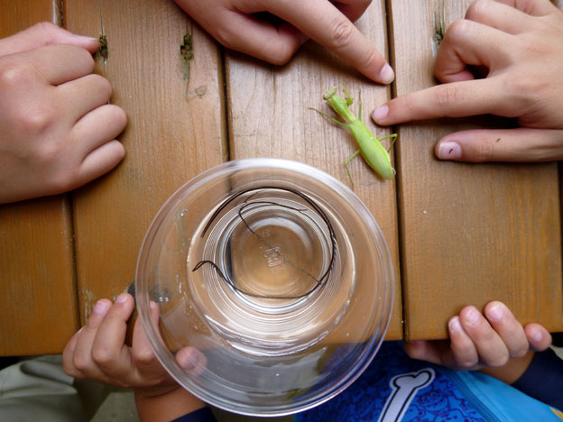 ハラビロカマキリとハリガネムシの写真