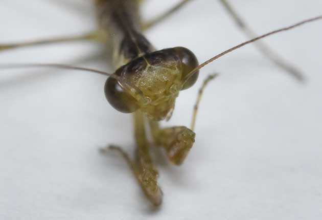 ハラビロカマキリ初齢幼虫の頭部の写真