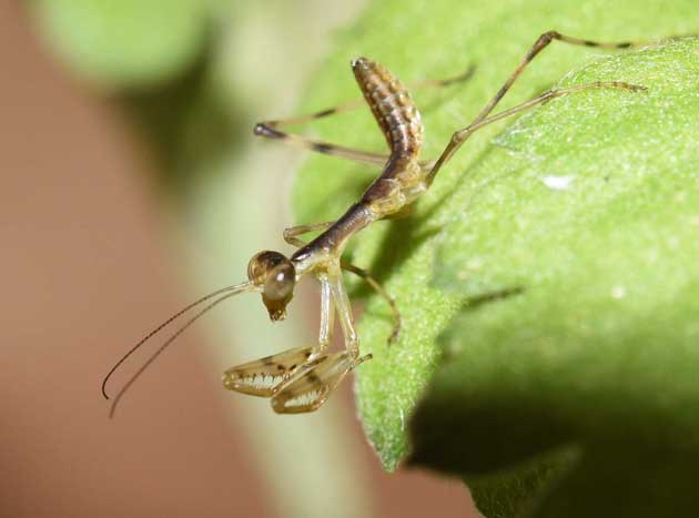 ハラビロカマキリ若齢幼虫の写真