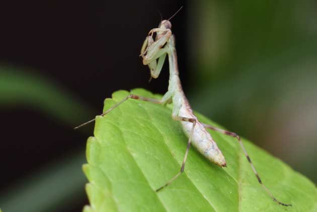 ハラビロカマキリの若齢幼虫の写真
