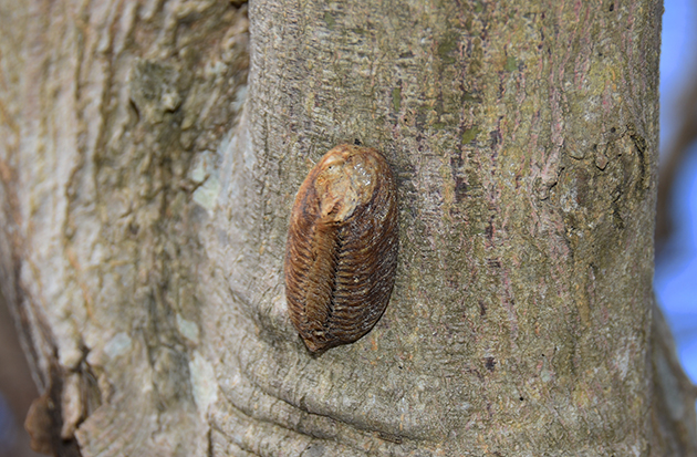 ハラビロカマキリの卵鞘(卵のう)の写真