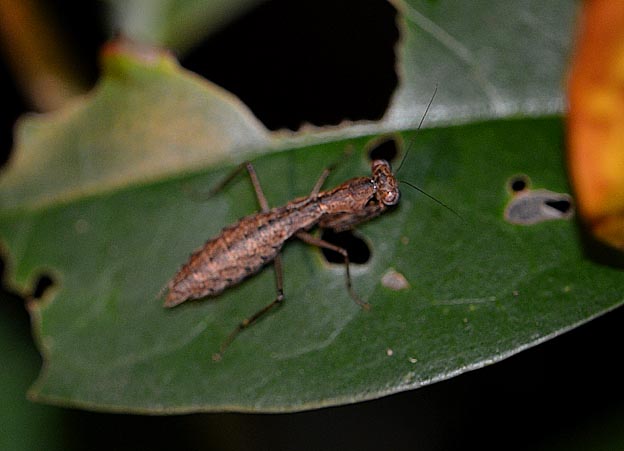 ヒナカマキリの写真
