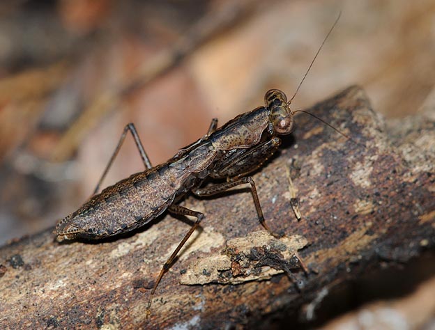 ヒナカマキリの写真