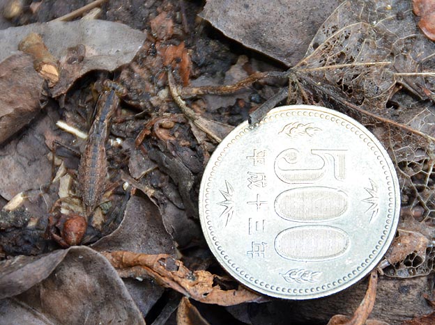 ヒナカマキリと500円玉