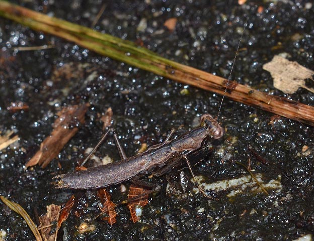 ヒナカマキリのオス