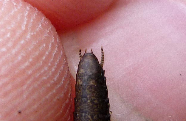 ヒナカマキリのオスの交尾器