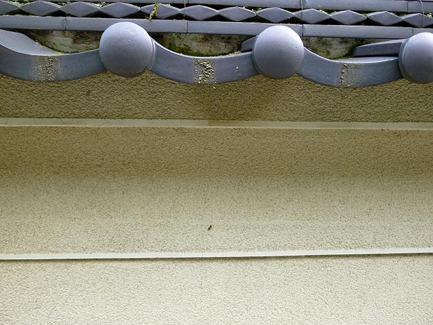 壁についたヒナカマキリの死骸