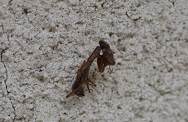 ヒナカマキリの死骸