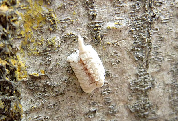 ヒナカマキリの卵鞘