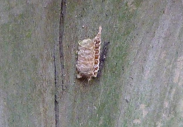 ヒナカマキリの卵鞘(古い？)