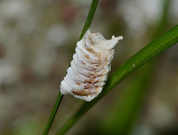ヒナカマキリの卵鞘
