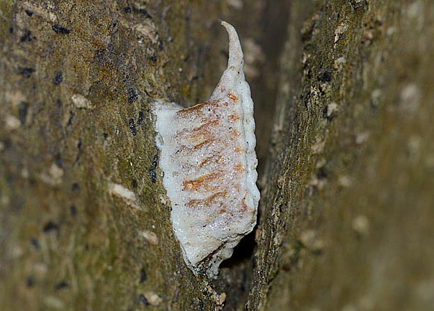 ヒナカマキリの卵鞘