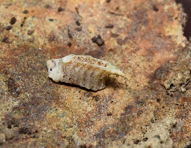 ヒナカマキリの卵のうの写真