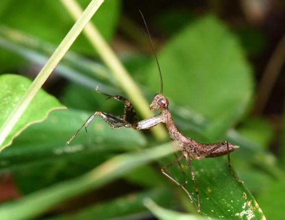 ヒナカマキリの写真む