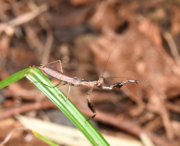 ヒナカマキリの写真