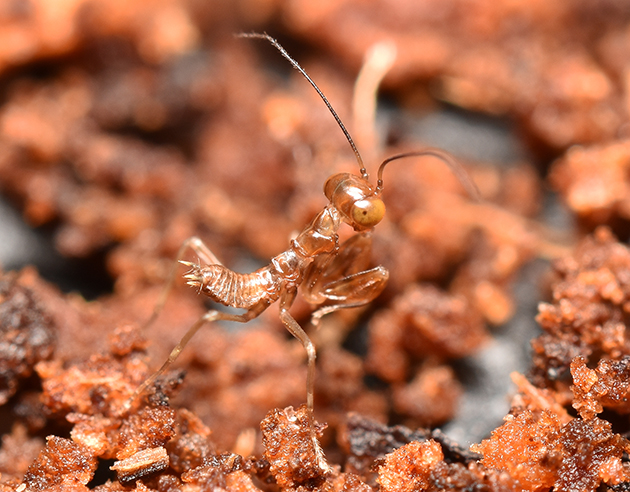 ヒナカマキリの初齢幼虫の写真