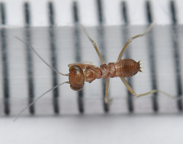 ヒナカマキリの幼虫の写真