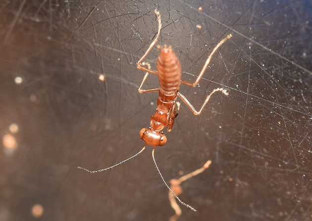 ヒナカマキリ2齢幼虫
