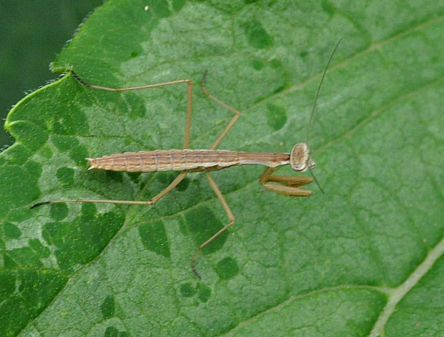 チョウセンカマキリの1齢幼虫