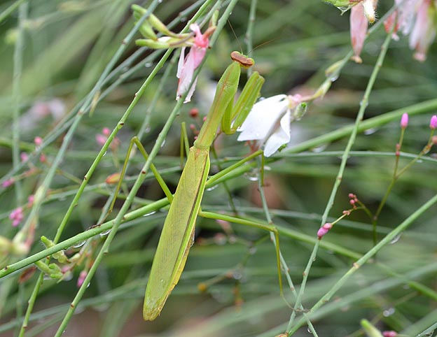花壇にいたチョウセンカマキリ