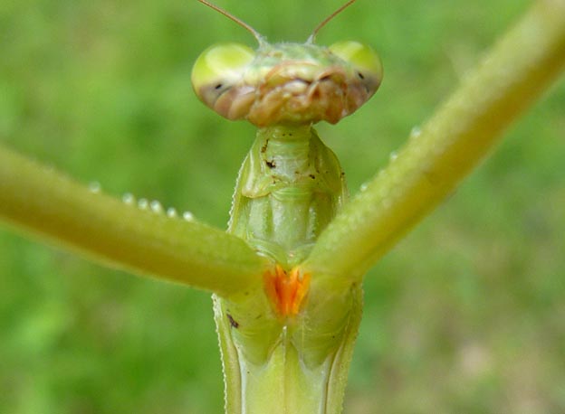 チョウセンカマキリの前脚の間の色