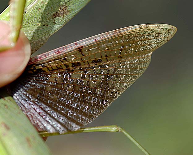 オオカマキリの後翅