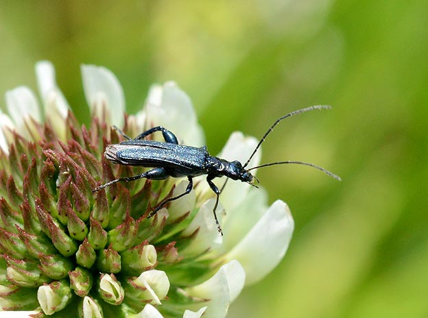 モモブトカミキリモドキのオス