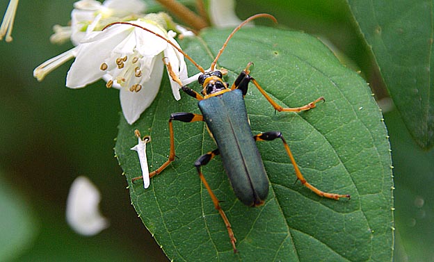 カミキリムシのなかま