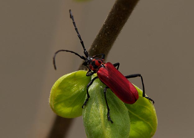 活動を始めたベニカミキリ