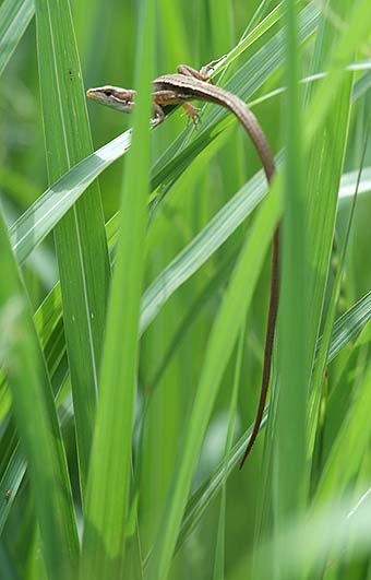 ニホンカナヘビ