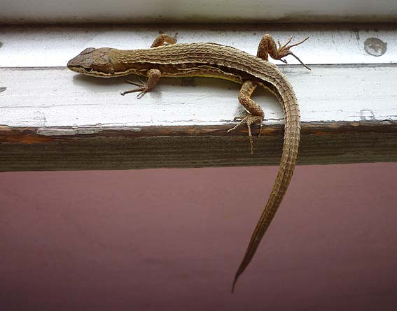 捕まったニホンカナヘビ