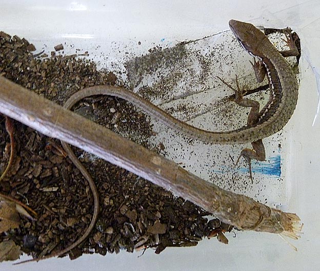 春のニホンカナヘビ